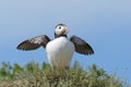 Atlantic puffin standing on cliff edge Royalty Free Stock Photo