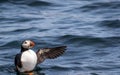 Atlantic Puffin Fratercula arctica flapping wings in water off the coast of Maine Royalty Free Stock Photo