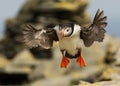 Atlantic puffin (Fratercula arctica) Royalty Free Stock Photo