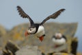 Atlantic Puffin (Fratercula arctica) in flight Royalty Free Stock Photo