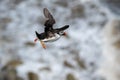 Atlantic Puffin, fratercula arctica,  in flight over oceans waves, Flamborough Headland, East Riding, Yorkshire Royalty Free Stock Photo