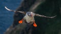Atlantic puffin (Fratercula arctica) flying with fish in its beak on the island of Runde (Norway Royalty Free Stock Photo