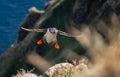 Atlantic puffin (Fratercula arctica) flying with fish in its beak on the island of Runde (Norway