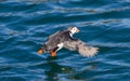 Atlantic Puffin (Fratercula arctica) flying low above water Royalty Free Stock Photo