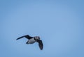 Atlantic Puffin Fratercula arctica flys through the air with a beakful of silver fish