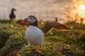 Atlantic puffin, Fratercula arctica, golden hour backlighting from the setting sun Royalty Free Stock Photo