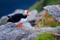 Atlantic puffin Fratercula arctica on the island of Runde in the Norway. Beautiful little bird with red bill of bird. Wild scene Royalty Free Stock Photo