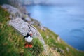 Atlantic puffin Fratercula arctica on the island of Runde in the Norway. Beautiful little bird with red bill of bird. Wild scene Royalty Free Stock Photo