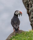 Atlantic Puffin Fratercula arctica at isle of May,Scotland