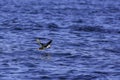 Atlantic puffin, Fratercula arctica in natural habitat,flying lo Royalty Free Stock Photo