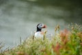 Atlantic puffin Fratercula arctica near Dyrholaey in Iceland