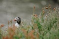 Atlantic puffin Fratercula arctica near Dyrholaey in Iceland