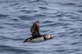 Atlantic Puffin flies over water off the coast of Maine Royalty Free Stock Photo