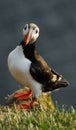 Atlantic puffin Fratercula arctica in Raudinupur, Iceland Royalty Free Stock Photo