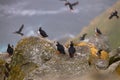 Atlantic puffin (Fratercula arctica), on the rock on the island of Runde (Norway Royalty Free Stock Photo