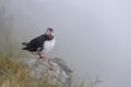 Atlantic puffin (Fratercula arctica), on the rock on the island of Runde (Norway Royalty Free Stock Photo