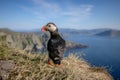 Atlantic puffin (Fratercula arctica), on the rock on the island of Runde (Norway Royalty Free Stock Photo