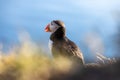 Atlantic puffin (Fratercula arctica), on the rock on the island of Runde (Norway Royalty Free Stock Photo
