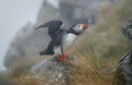 Atlantic puffin (Fratercula arctica), on the rock on the island of Runde (Norway Royalty Free Stock Photo