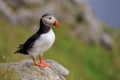 Atlantic puffin (Fratercula arctica), on the rock on the island of Runde (Norway Royalty Free Stock Photo