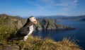 Atlantic puffin (Fratercula arctica), on the rock on the island of Runde (Norway Royalty Free Stock Photo