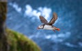 Atlantic puffin (Fratercula arctica), on the rock on the island of Runde (Norway Royalty Free Stock Photo
