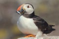 Atlantic Puffin (Fratercula arctica) with sandeels Royalty Free Stock Photo