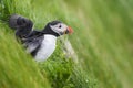 Atlantic Puffin - Fratercula arctica, Shetlands, United Kingdome