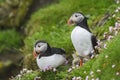 Atlantic Puffin - Fratercula arctica, Shetlands, United Kingdome