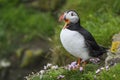 Atlantic Puffin - Fratercula arctica, Shetlands, United Kingdome