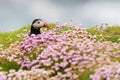 Atlantic Puffin - Fratercula arctica, Shetlands, United Kingdome