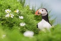 Atlantic Puffin - Fratercula arctica, Shetlands, United Kingdome