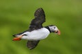 Atlantic Puffin - Fratercula arctica, Shetlands, United Kingdome