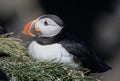 Puffin Profile Royalty Free Stock Photo