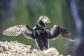 Atlantic puffin, Fratercula arctica spreading his wings on cliff Royalty Free Stock Photo