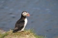 Atlantic puffin (Fratercula arctica) standing on the grassy cliff edge. Royalty Free Stock Photo