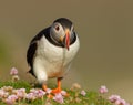 Atlantic puffin (fratercula arctica)