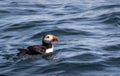 Atlantic Puffin,Fratercula arctica, in water off the coast of Maine, selective focus Royalty Free Stock Photo