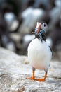 Atlantic Puffin