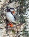 Atlantic Puffin - Fratercula arctica, Yorkshire, England Royalty Free Stock Photo