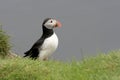 Atlantic Puffin (Fratercula Artica) Royalty Free Stock Photo