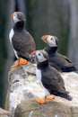 Atlantic puffin with sand eels Royalty Free Stock Photo