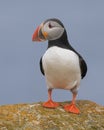 Atlantic puffin full body portrait Royalty Free Stock Photo