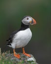 Atlantic puffin full body profile Royalty Free Stock Photo