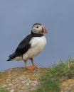 Atlantic puffin full body profile Royalty Free Stock Photo