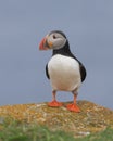 Atlantic puffin full body profile Royalty Free Stock Photo