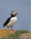 Atlantic puffin full body profile Royalty Free Stock Photo