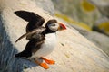 An Atlantic puffin getting ready for take off