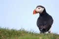 Atlantic puffin on the grass