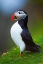 Atlantic puffin in grass, Iceland Royalty Free Stock Photo